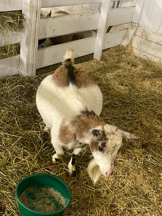 New goats coming soon!