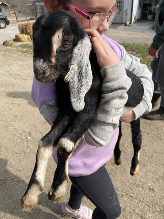 The Healing Power of Animal-Human Relationships Interspecies bonds foster emotional resilience and well-being.