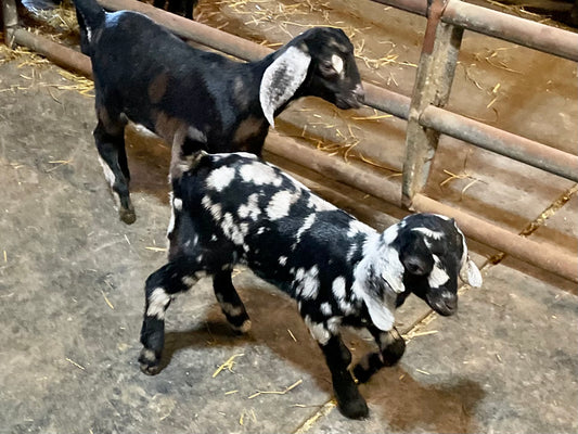 Benefits of Goat Yoga