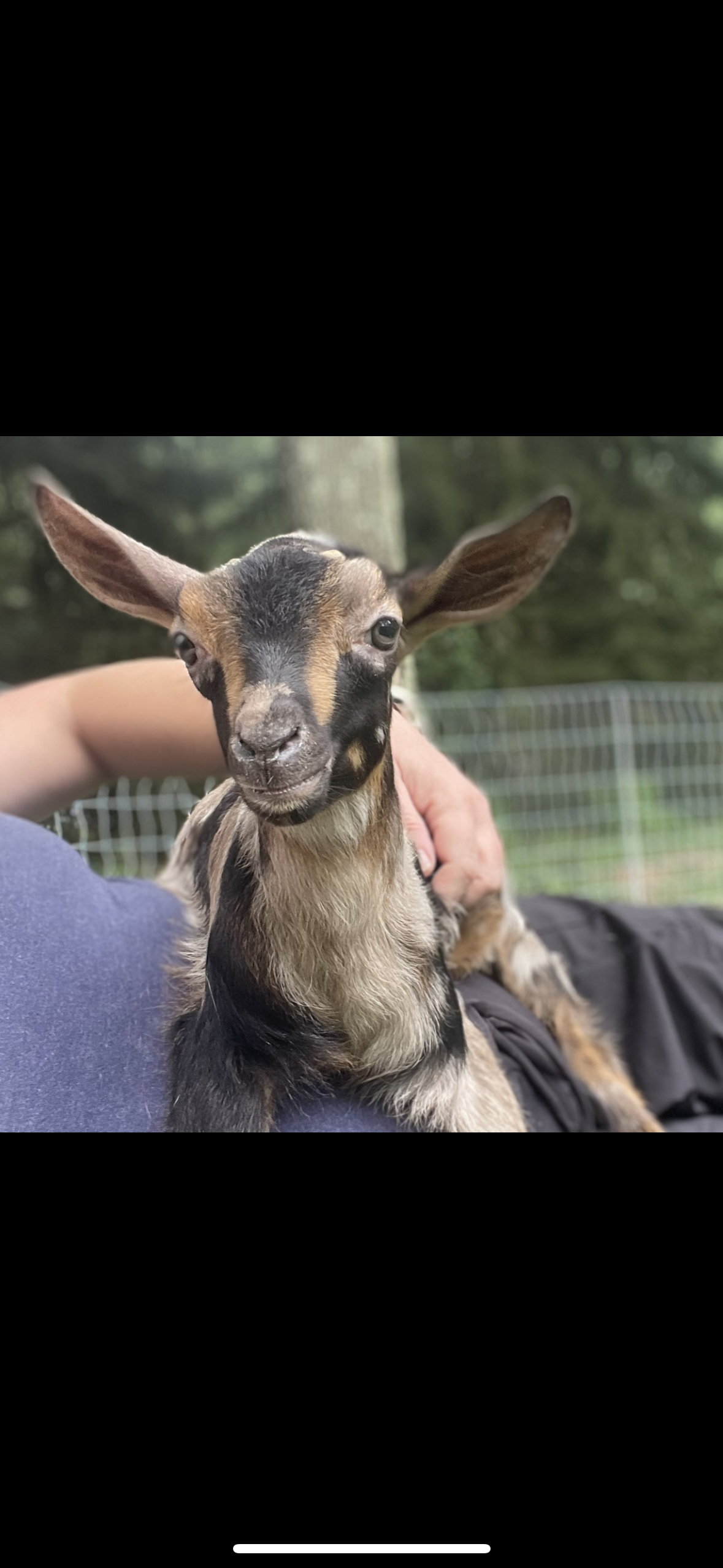 Sunset Goat Yoga on Friday nights 7:15pm