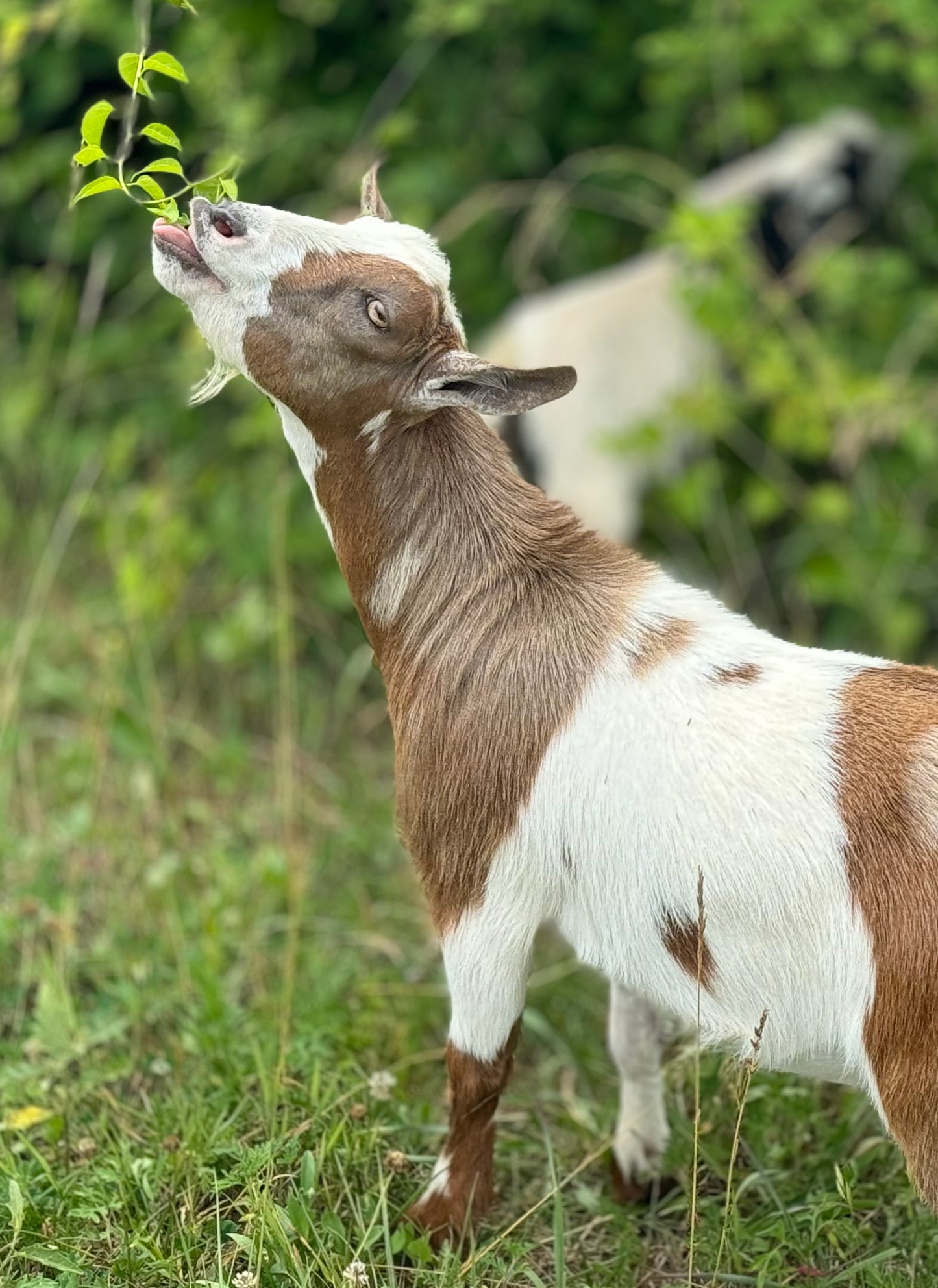 Goat Strolls