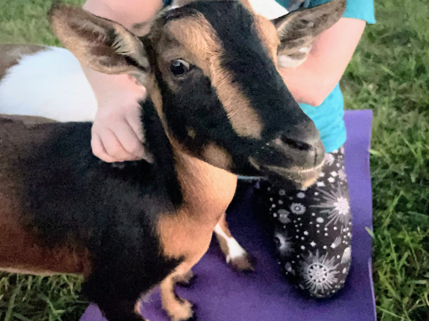 Goat Yoga