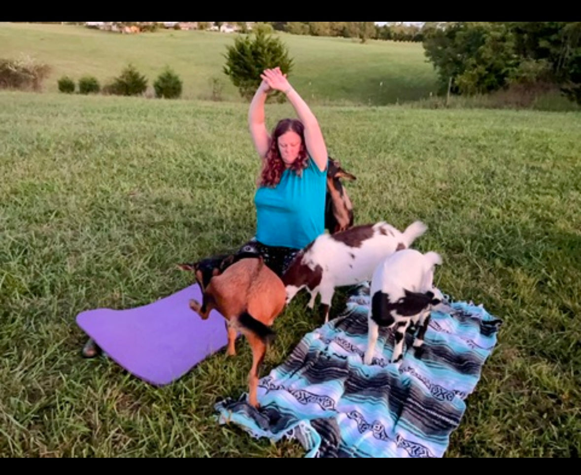 Goat Yoga