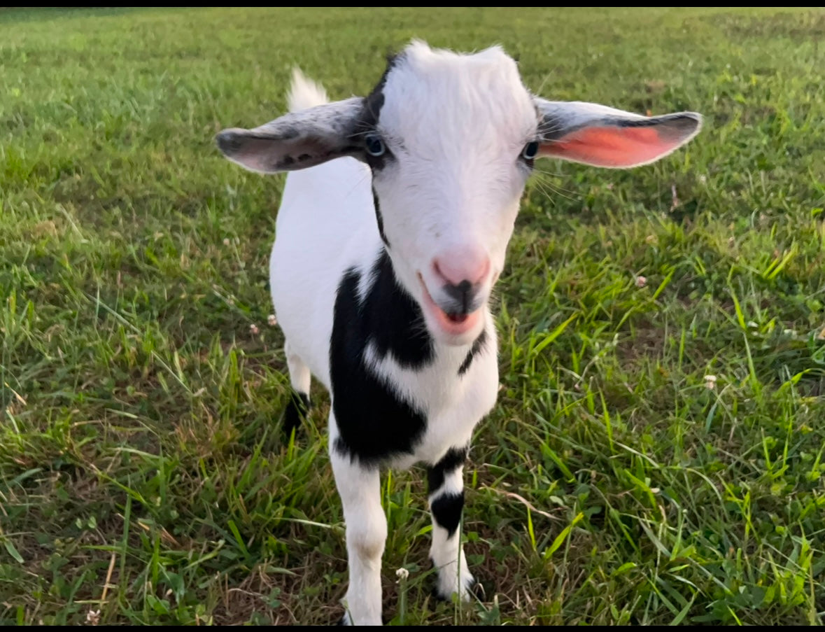 Goat Yoga