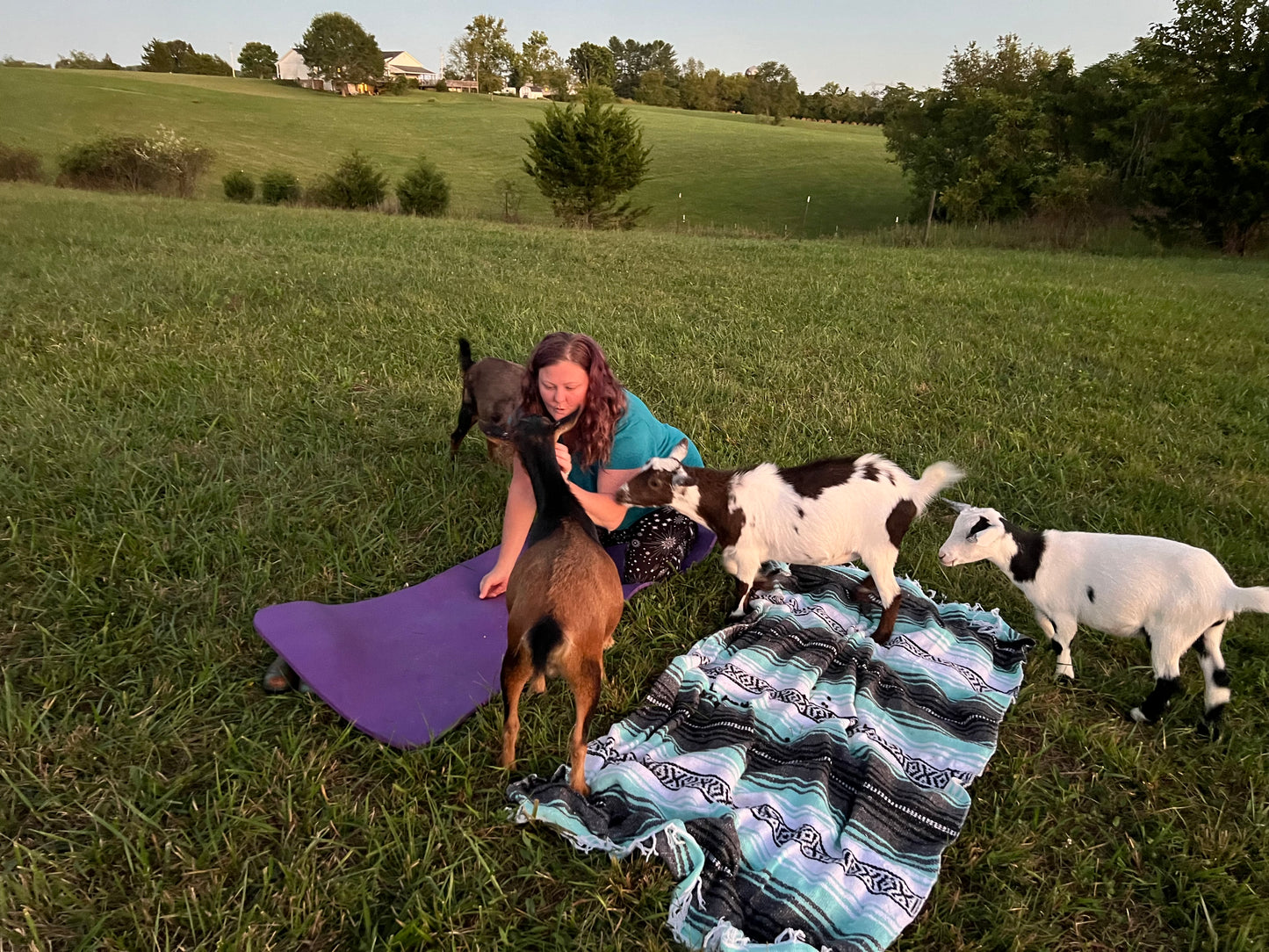 Goat Yoga