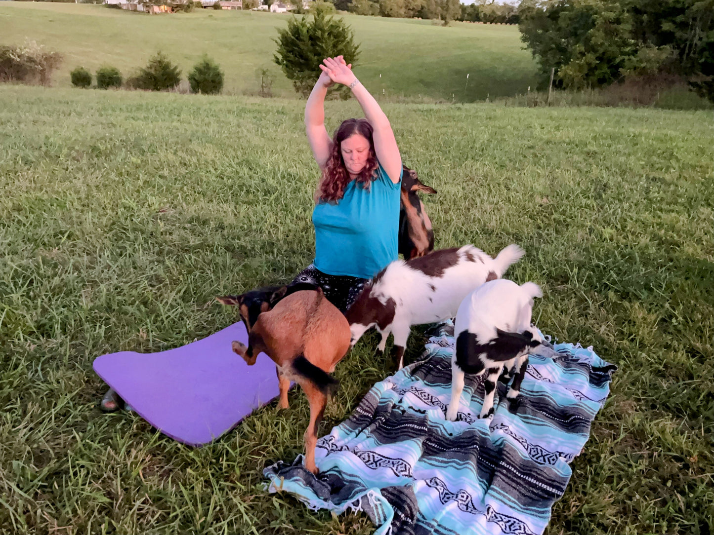 Goat Yoga