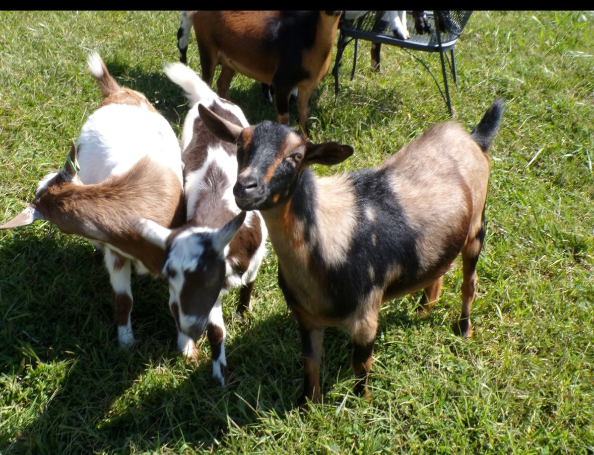 Goat Yoga