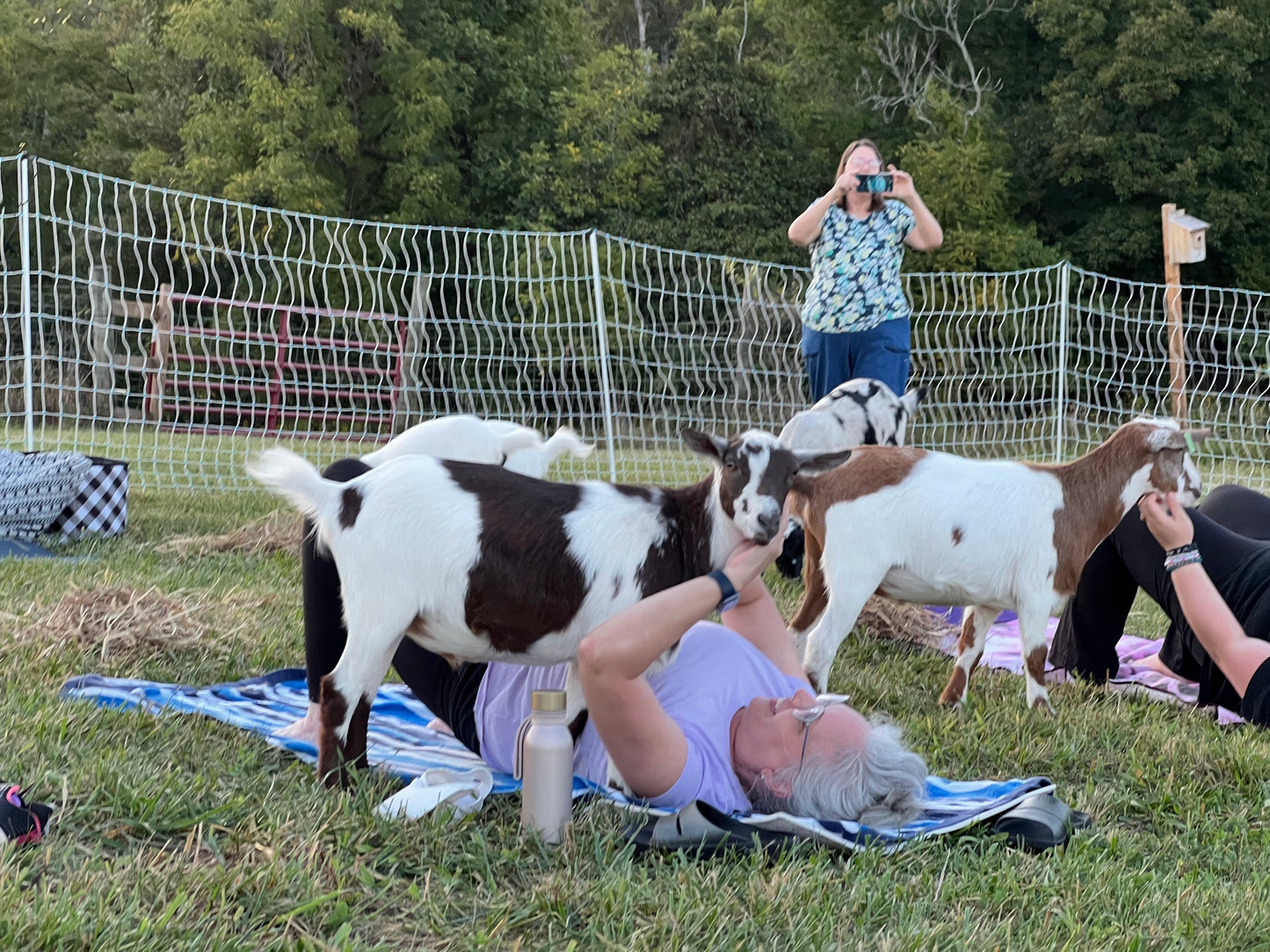 Goat Yoga